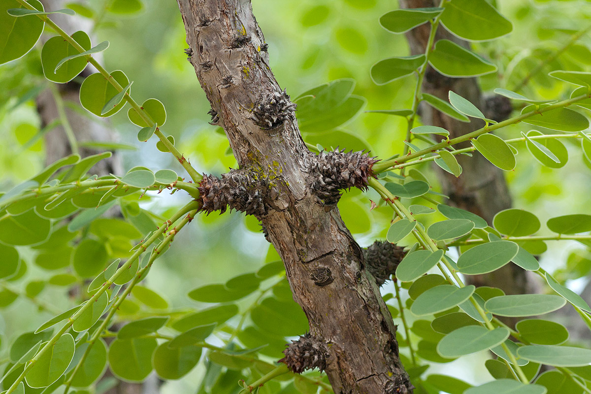 Phyllanthus engleri