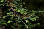 Phyllanthus engleri