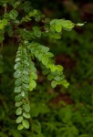 Phyllanthus engleri