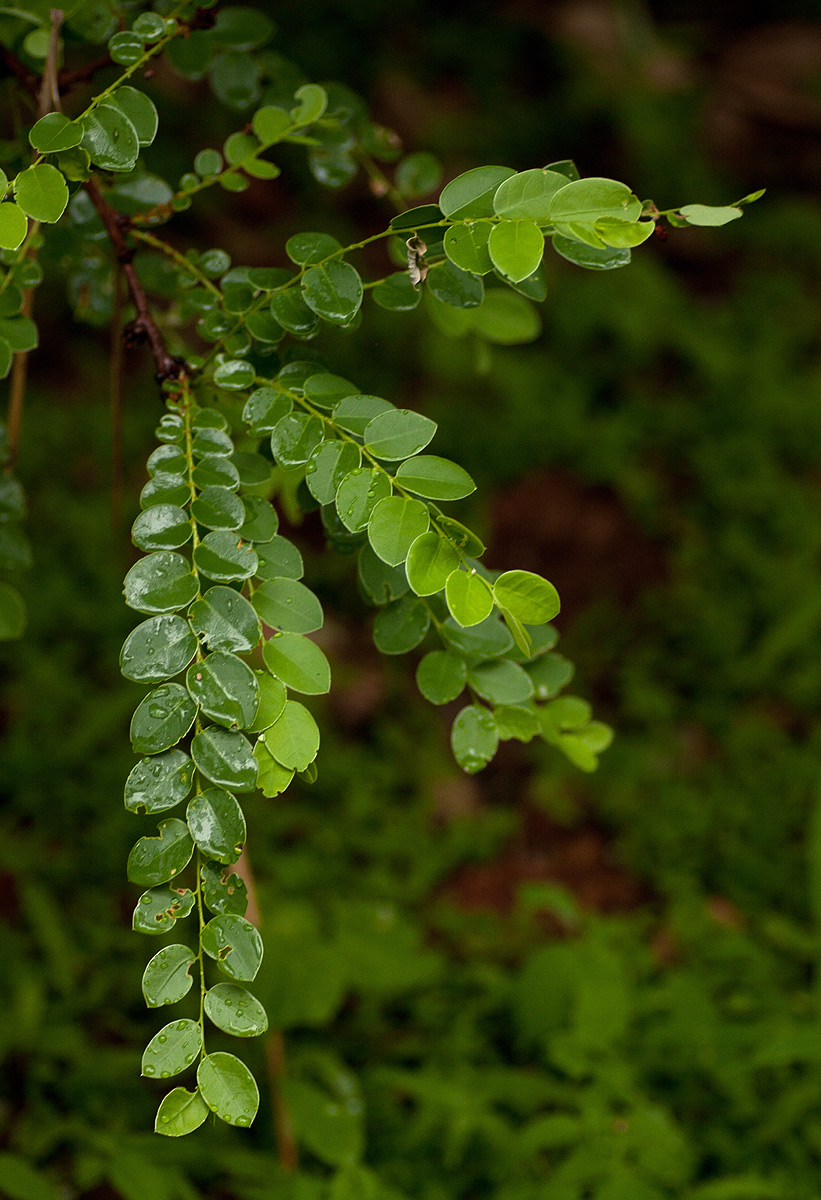 Phyllanthus engleri