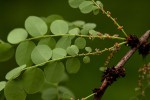 Phyllanthus engleri