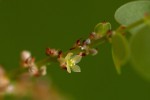 Phyllanthus engleri