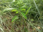 Phyllanthus leucanthus