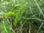 Phyllanthus leucanthus