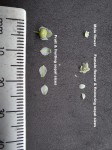 Phyllanthus leucanthus