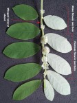 Phyllanthus leucanthus