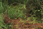 Phyllanthus macranthus var. macranthus