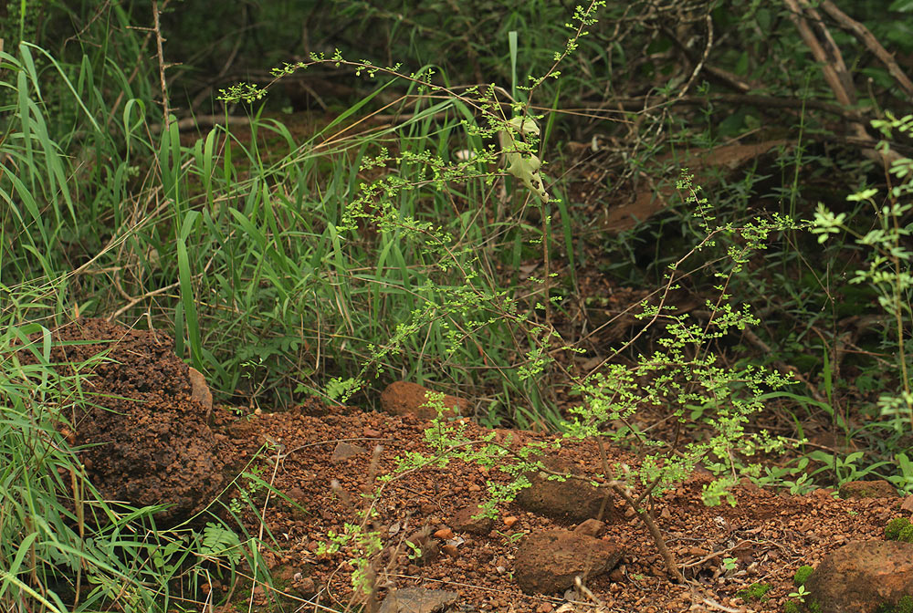 Phyllanthus macranthus var. macranthus