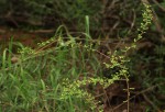 Phyllanthus macranthus var. macranthus
