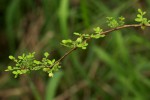 Phyllanthus macranthus var. macranthus