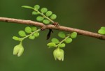 Phyllanthus macranthus var. macranthus