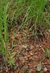 Phyllanthus maderaspatensis