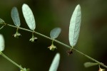 Phyllanthus maderaspatensis