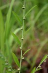 Phyllanthus maderaspatensis