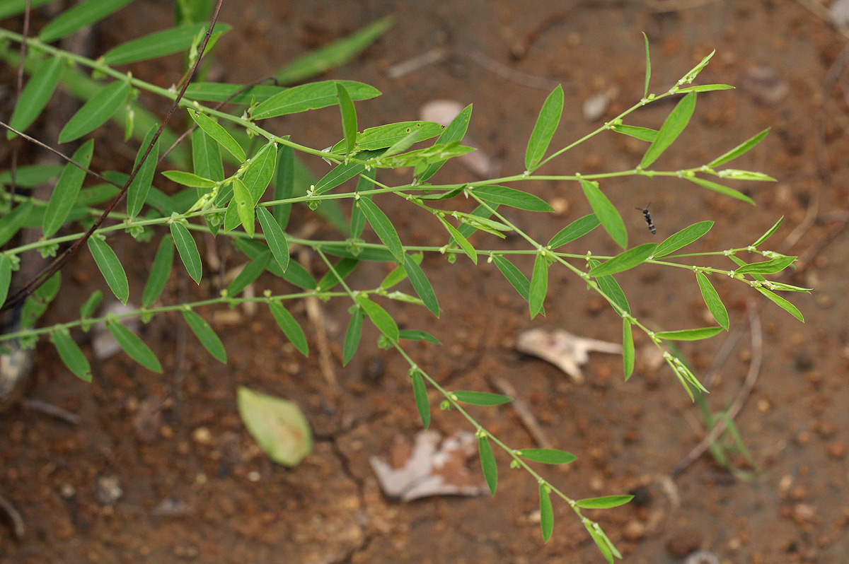 Phyllanthus maderaspatensis