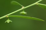 Phyllanthus maderaspatensis