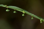 Phyllanthus maderaspatensis