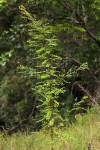 Phyllanthus myrtaceus