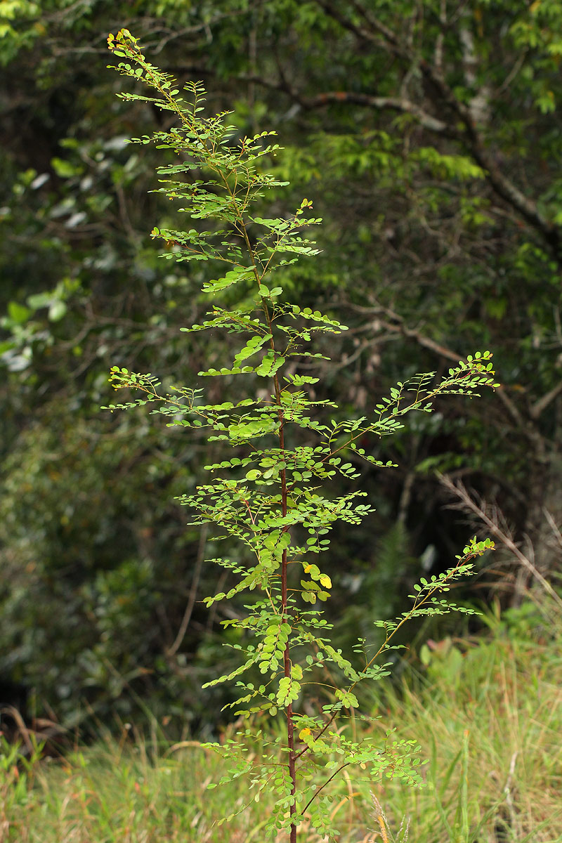 Phyllanthus myrtaceus