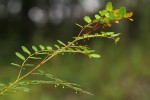 Phyllanthus myrtaceus