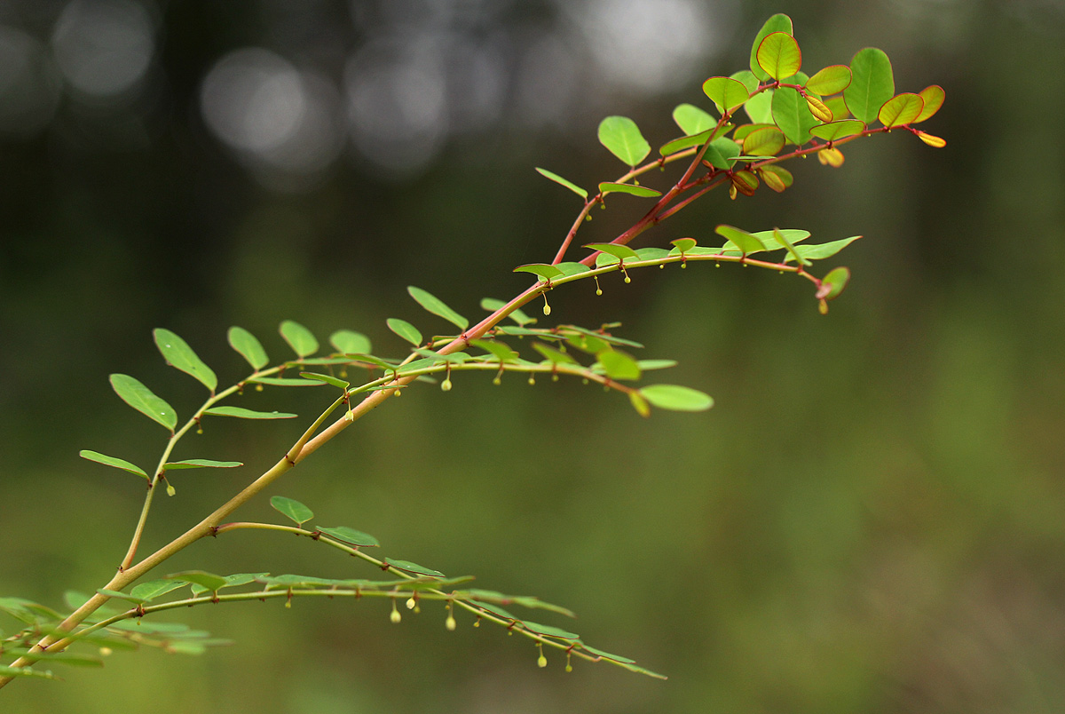 Phyllanthus myrtaceus