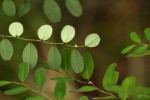 Phyllanthus myrtaceus