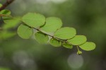 Phyllanthus myrtaceus