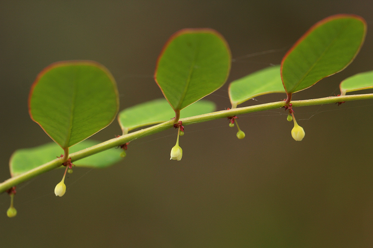 Phyllanthus myrtaceus
