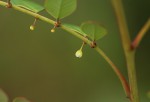 Phyllanthus myrtaceus