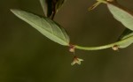 Phyllanthus pentandrus