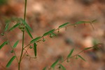 Phyllanthus pentandrus