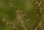 Phyllanthus pentandrus