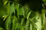 Phyllanthus pinnatus