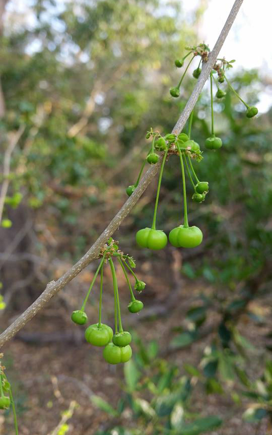 Phyllanthus pinnatus