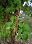 Phyllanthus reticulatus var. reticulatus