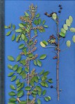 Phyllanthus reticulatus var. reticulatus