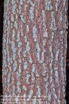 Phyllanthus reticulatus var. reticulatus
