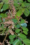 Phyllanthus reticulatus var. reticulatus