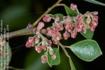 Phyllanthus reticulatus var. reticulatus