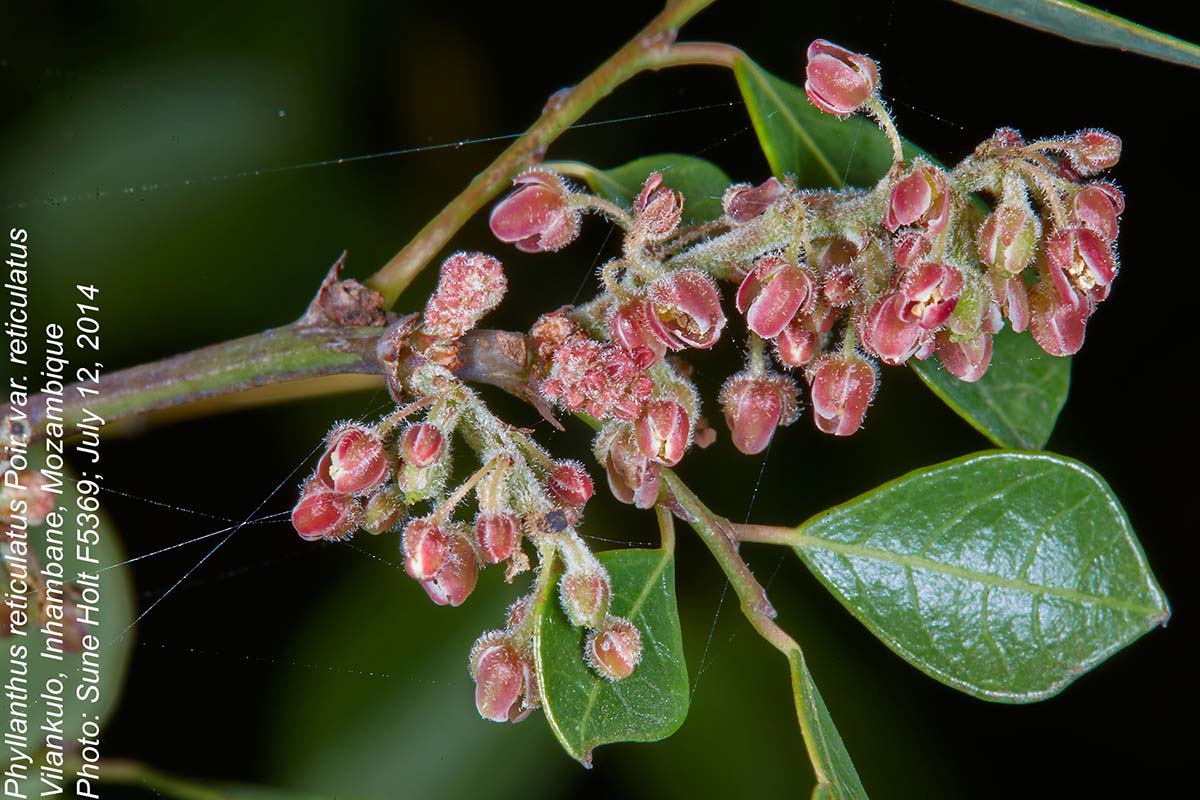 Phyllanthus reticulatus var. reticulatus