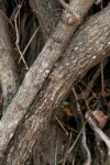 Phyllanthus reticulatus var. reticulatus