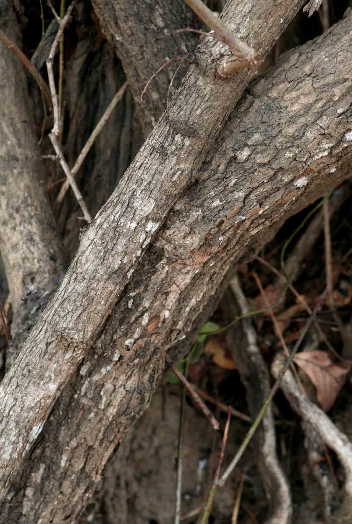 Phyllanthus reticulatus var. reticulatus