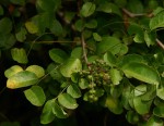Phyllanthus reticulatus var. reticulatus