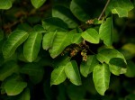 Phyllanthus reticulatus var. reticulatus
