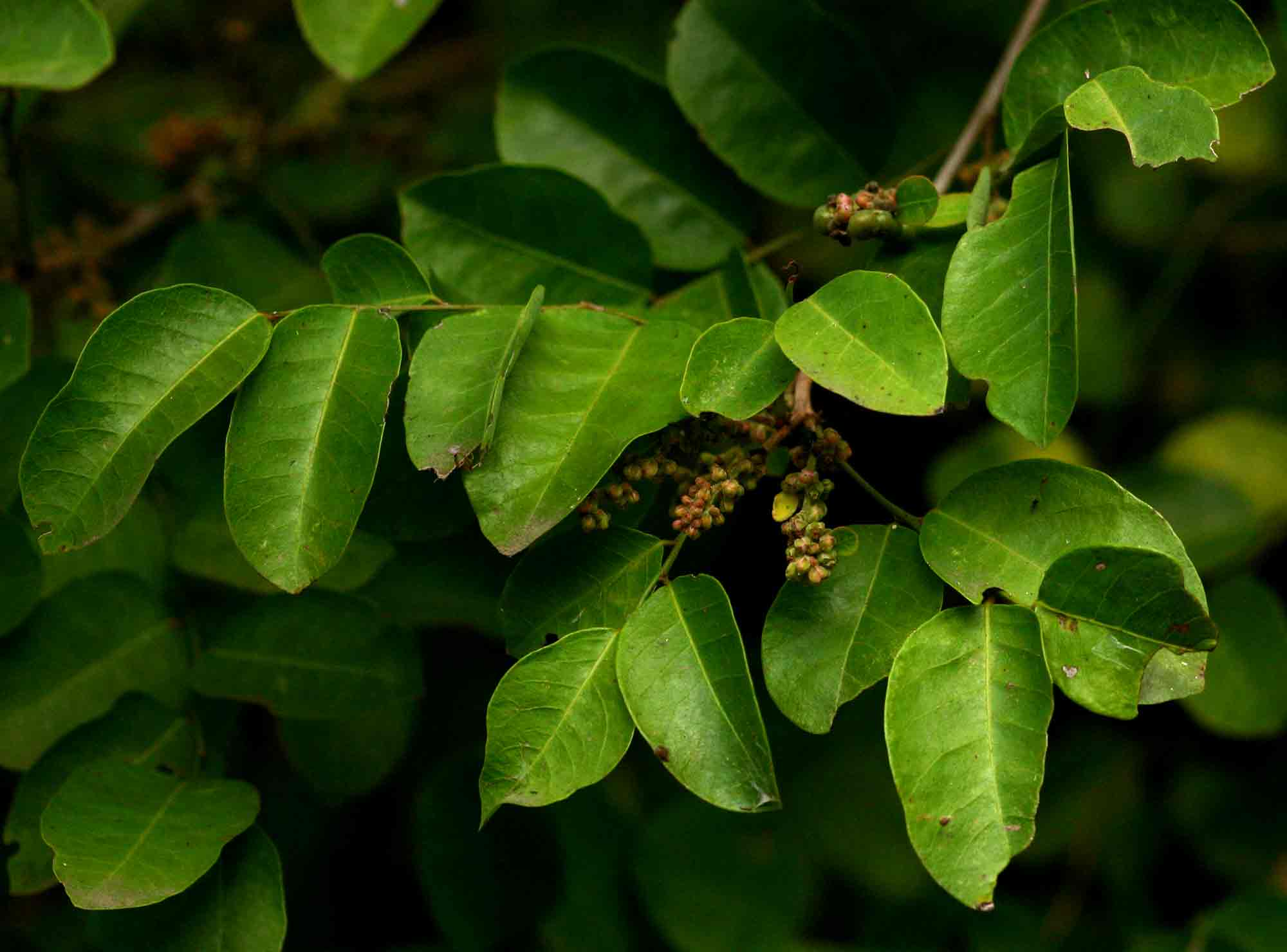 Phyllanthus reticulatus var. reticulatus