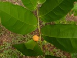Drypetes arguta