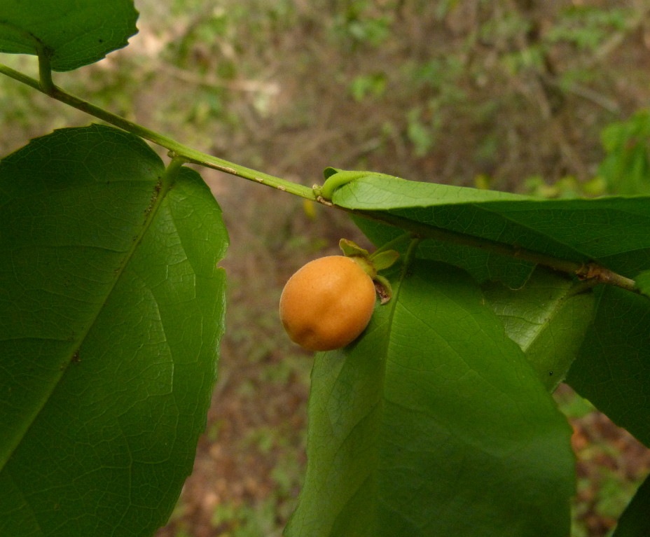 Drypetes arguta