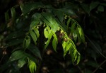 Drypetes arguta