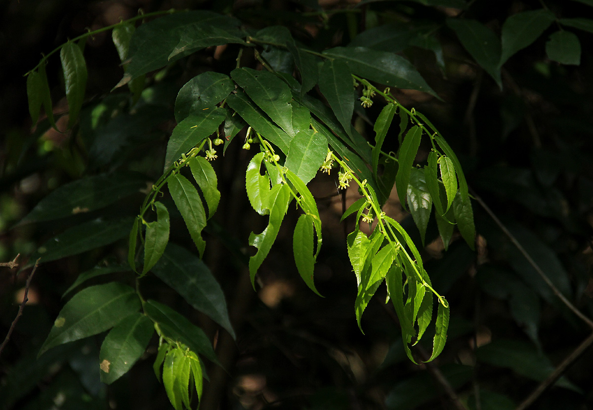 Drypetes arguta