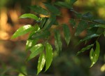 Drypetes arguta